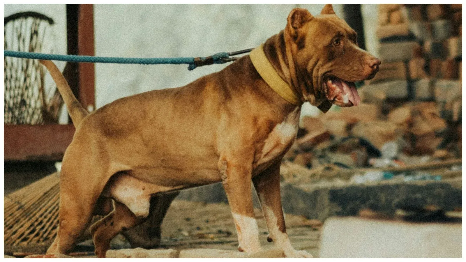 Acorrentamento de pets está proibido em São Paulo