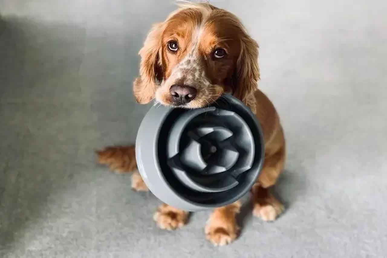 Atenção! Veterinário revela a frequência ideal para alimentar os cães
