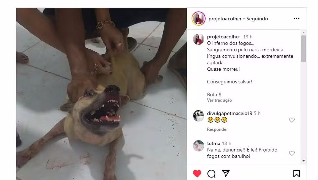 Briga, sangramento, convulsão... Barulho de fogos apavora animais de abrigo no Ano Novo em Maceió
