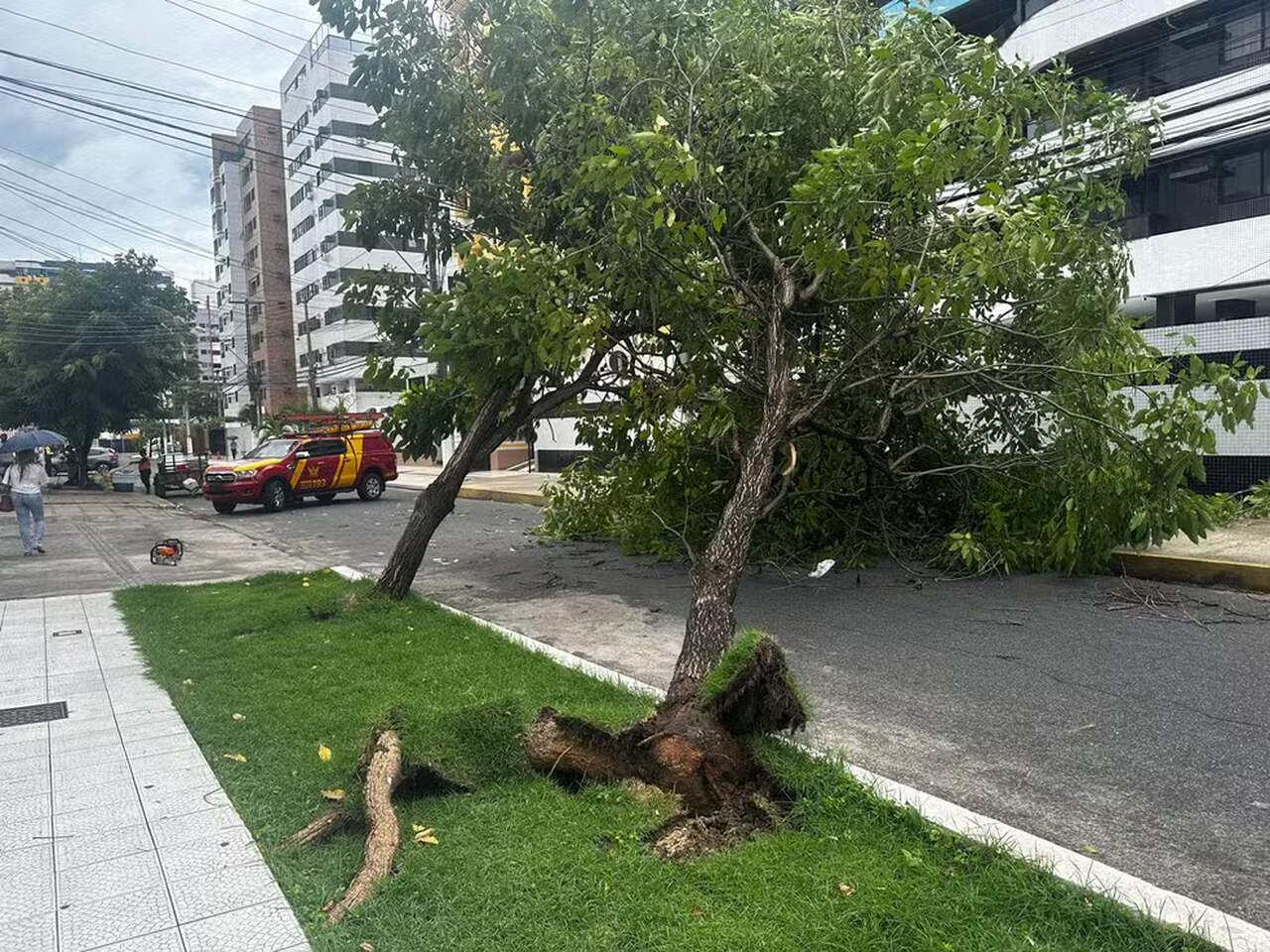 Ventania derruba árvores e causa prejuízos em Maceió